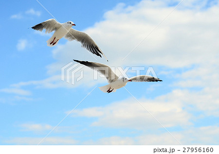 Two Seagulls in the blue sky. Two Seagulls in the blue sky. 27956160