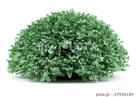 round boxwood plant isolated on white background 27956184