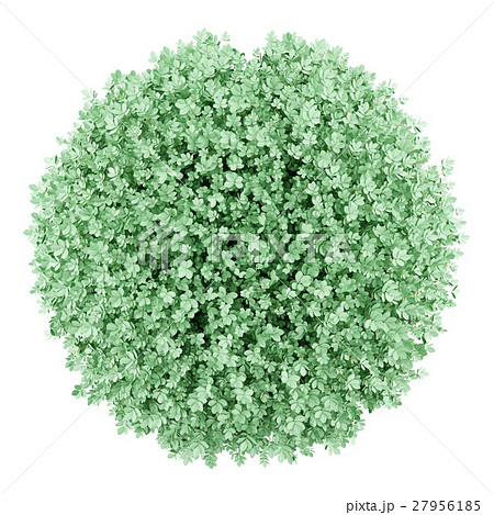 Top View Of Round Boxwood Plant Isolated On White のイラスト素材