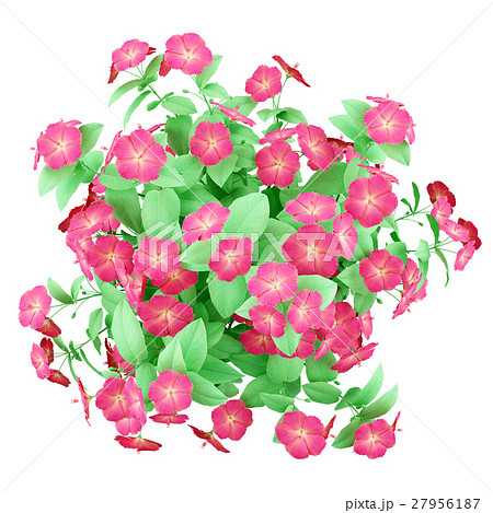 top view of red hibiscus flowers isolated on white 27956187
