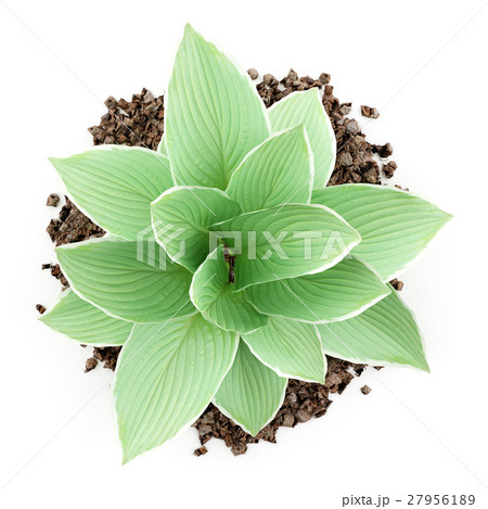 top view of hosta plant isolated on white 27956189