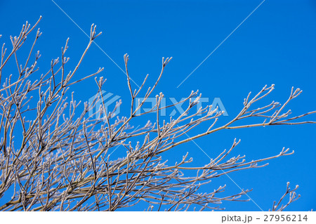 冬の朝 27956214