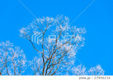 冬の朝 27956218
