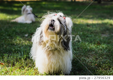 Shih tzu dog on grass. 27956329
