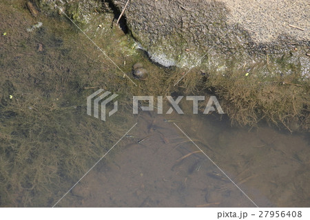 クロメダカの群れ クロメダカの群れ 27956408