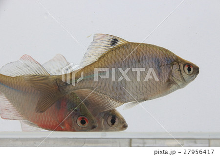 タイリクバラタナゴ(成魚オス) タイリクバラタナゴ(成魚オス) 27956417