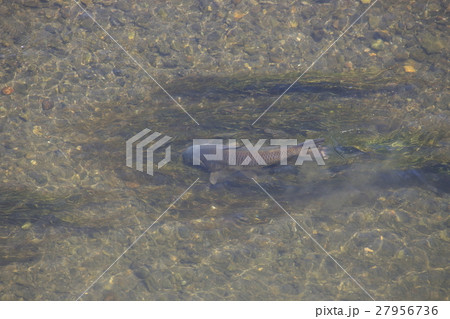 碓氷川中流域を泳ぐ鯉(群馬県安中市) 碓氷川中流域を泳ぐ鯉(群馬県安中市) 27956736