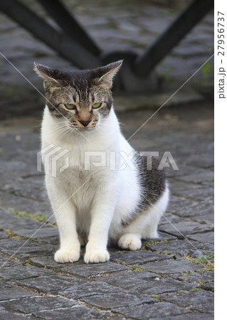 野良猫の写真 野良猫の写真 27956737