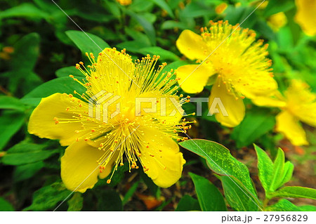ヒペリカム カリシナムの花の写真素材