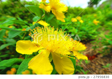 ヒペリカム カリシナムの花の写真素材