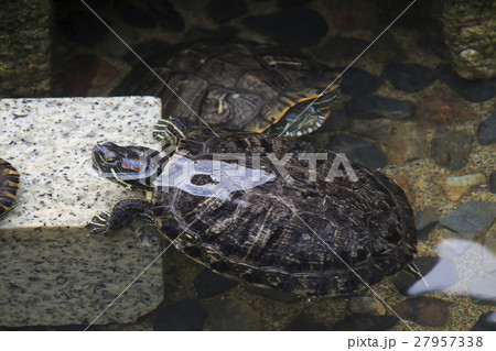 新宿中央公園のミドリガメ 新宿中央公園のミドリガメ 27957338