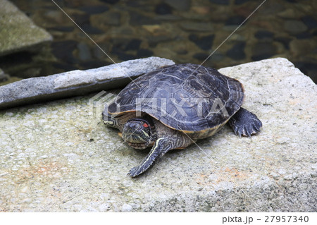 新宿中央公園のミドリガメ 新宿中央公園のミドリガメ 27957340