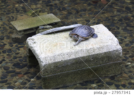 新宿中央公園のミドリガメ 27957341