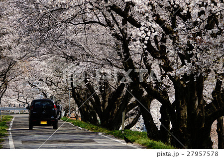桜並木 木曽川堤 桜並木 木曽川堤 27957578
