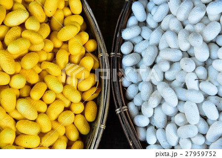 A Closeup Shot of Yellow and White Silk Cocoons A Closeup Shot of Yellow and White Silk Cocoons 27959752