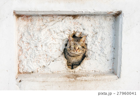 cat peeking out of a hole in the wall 27960041