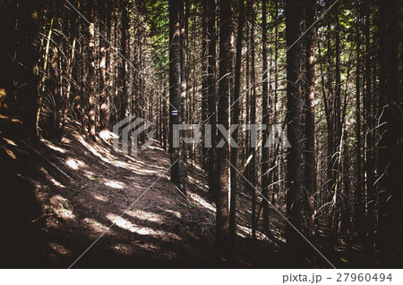 trail in the forest trail in the forest 27960494