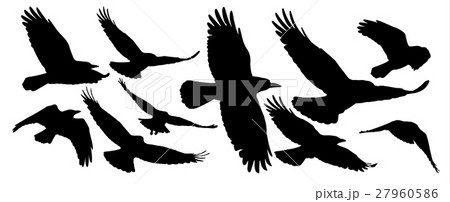 Set of black isolated silhouettes with crows Set of black isolated silhouettes with crows 27960586
