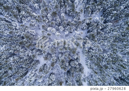 Coniferous forest in snowy winter. Aerial view. Coniferous forest in snowy winter. Aerial view. 27960628