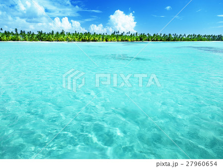 Palms on caribbean beach, Catalina island Palms on caribbean beach, Catalina island 27960654