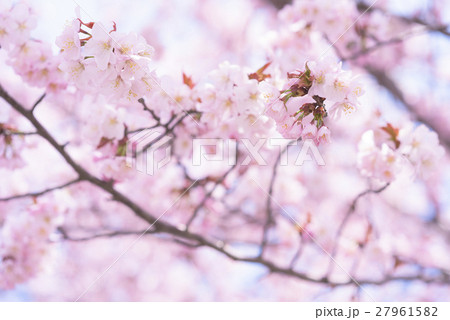 桜(ツボミあり ハイキー) 桜(ツボミあり ハイキー) 27961582