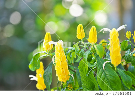 パキスタキス ルテア パキスタキス ルテア 27961601