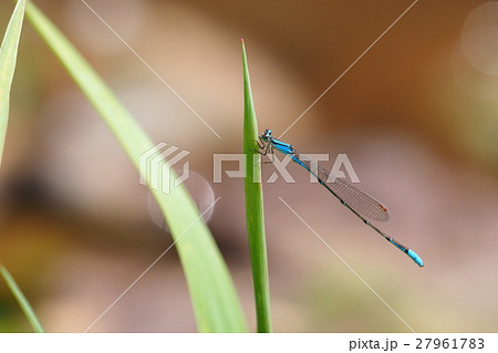 ホソミイトトンボ 27961783