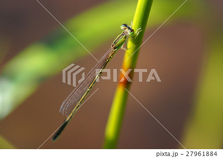 アジアイトトンボ（メス） 27961884