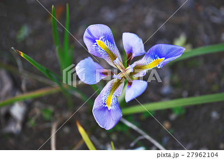 カンザキアヤメ 27962104