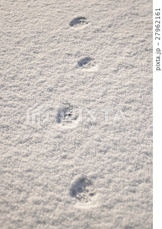 早朝の猫の散歩 雪の上の足跡 早朝の猫の散歩 雪の上の足跡 27962161