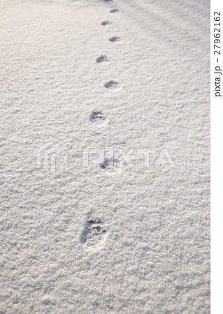 早朝の猫の散歩 雪の上の足跡 の写真素材