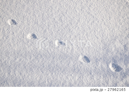 早朝の猫の散歩 雪の上の足跡 の写真素材
