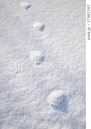 早朝の猫の散歩　雪の上の足跡　　 27962167