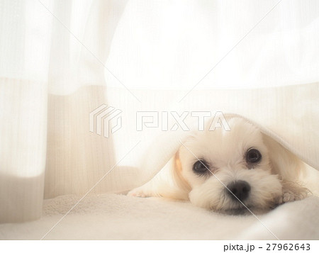 かくれんぼする犬（ふんわり） 27962643