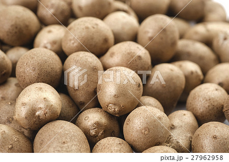 むかご　零余子　ムカゴ　 27962958