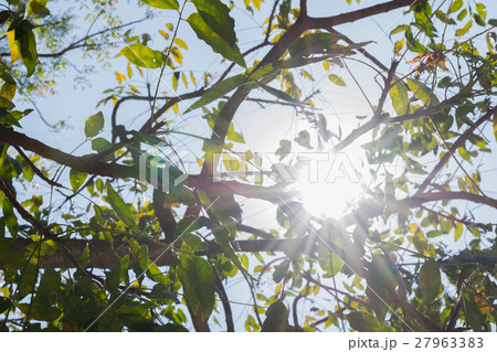 Beautiful of Sun streaming through the leaves. 27963383