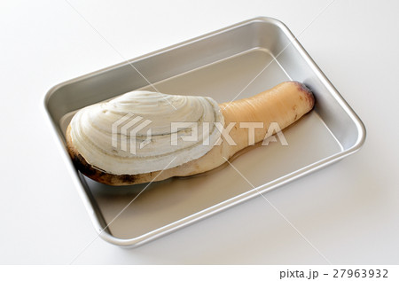 白ミル貝 27963932