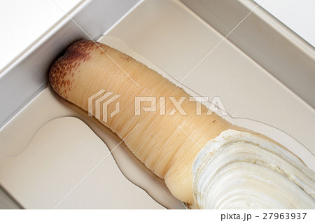 白ミル貝 27963937