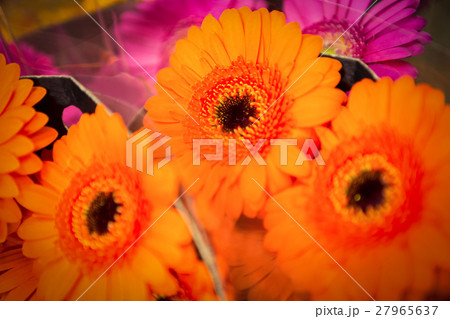Close-up of bouquet of flowers Close-up of bouquet of flowers 27965637