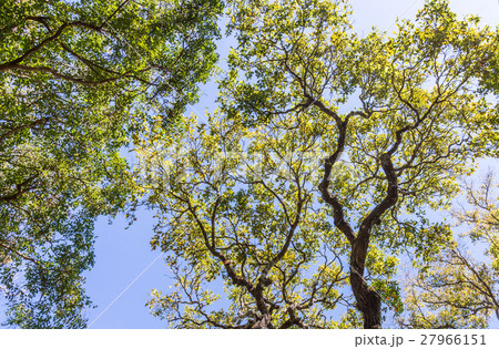 Fresh leaves canopy. 27966151