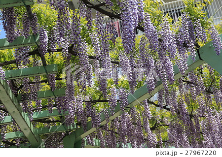 野田の藤棚 27967220