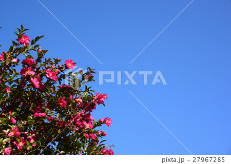 さざんかの花と青空 さざんかの花と青空 27967285