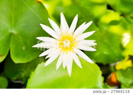 white lotus white lotus 27968118