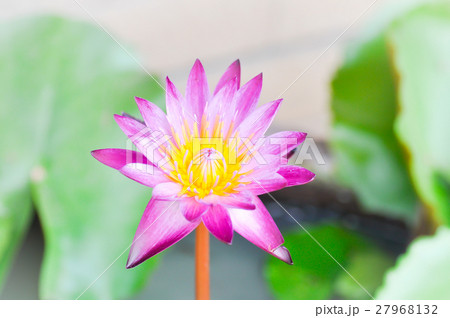 violet lotus violet lotus 27968132