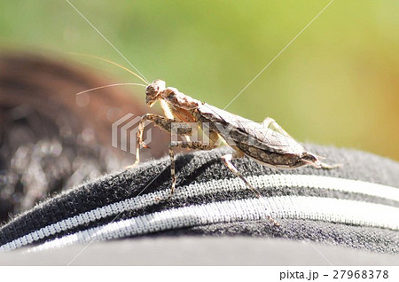 grasshopper grasshopper 27968378