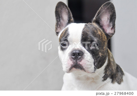 absent-minded French bulldog or  French bulldog 27968400