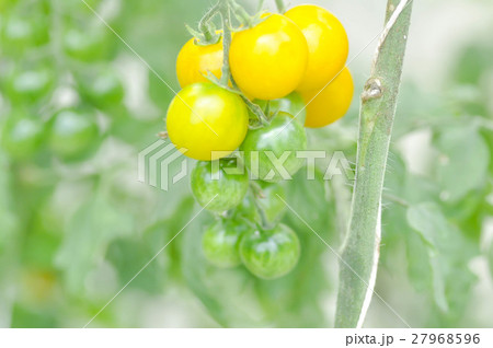 tomato plant or cherry tomato  27968596