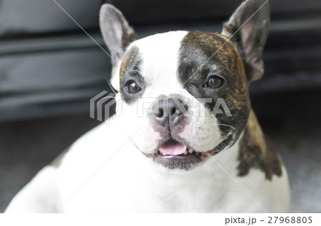 French bulldog in blur background French bulldog in blur background 27968805