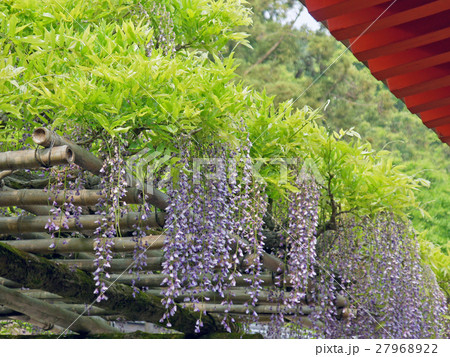 春日大社　砂ずりの藤 27968922