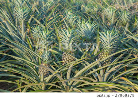 Pineapple plant, tropical fruit growing in a farm 27969379